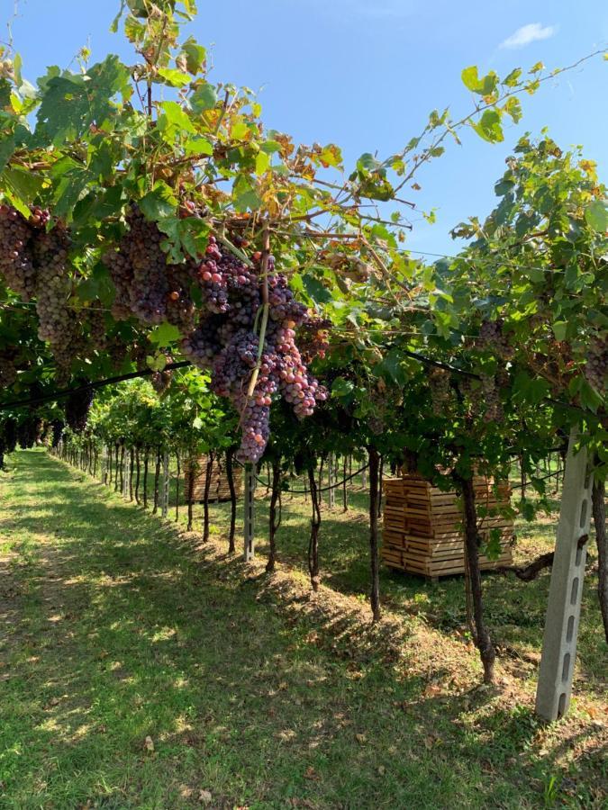 Casa Rosetta Valpolicella Villa San Pietro in Cariano Kültér fotó